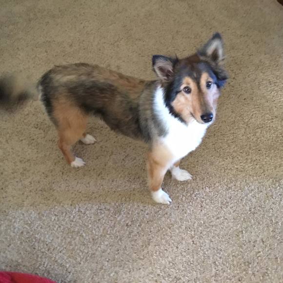 Meet your Posher, Pat - Picture 1 of 1